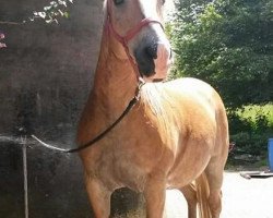 Pferd Woody (Haflinger, 1998, von Wildbach)