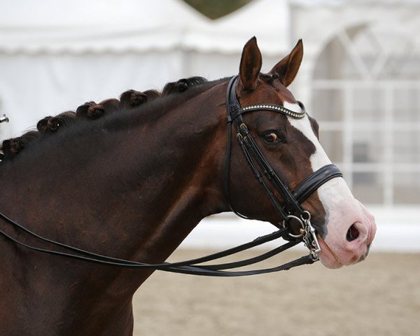stallion Callaho's Benicio (Hanoverian, 2005, from Belissimo NRW)