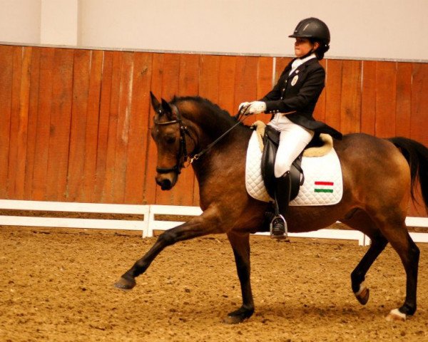 dressage horse Antares (Westphalian, 2001, from Avalon)