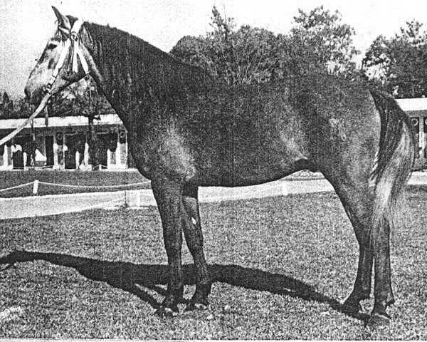 stallion Gemelo II (Pura Raza Espanola (PRE), 1965, from Cariñoso III)