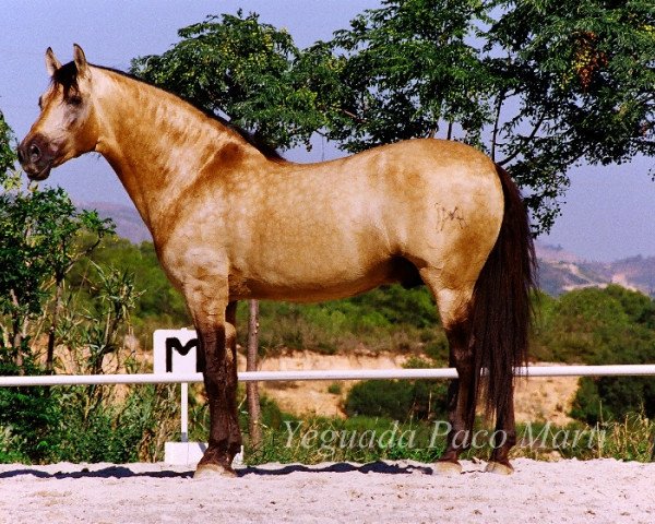 stallion Carmelo II (Pura Raza Espanola (PRE), 1992, from Lebrero XIII)