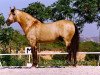 stallion Carmelo II (Pura Raza Espanola (PRE), 1992, from Lebrero XIII)