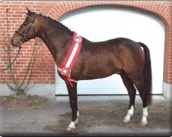 Deckhengst Orchid's Pride (New-Forest-Pony, 2001, von Marits Mistique)