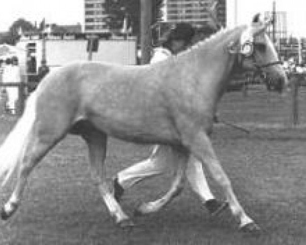 Zuchtstute Ih-Du-Milde af Stegstedgaard (New-Forest-Pony, 1979, von Holly Prince Rupert)