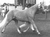 broodmare Ih-Du-Milde af Stegstedgaard (New Forest Pony, 1979, from Holly Prince Rupert)