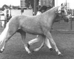 Zuchtstute Ih-Du-Milde af Stegstedgaard (New-Forest-Pony, 1979, von Holly Prince Rupert)