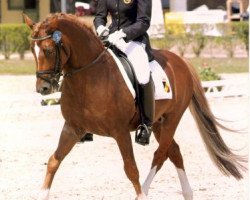 stallion Malibu II (New Forest Pony, 1992, from Mambo Moscan)