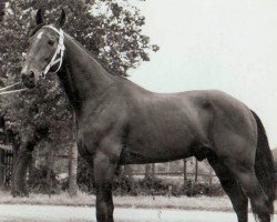 stallion Double Six M (FR) (French Trotter, 1947, from Quiproquo II (FR))