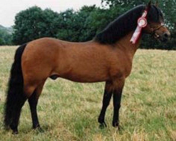 stallion Exmoor Staldens Pascal Paoli (New Forest Pony, 1976, from Beacon Pericles)