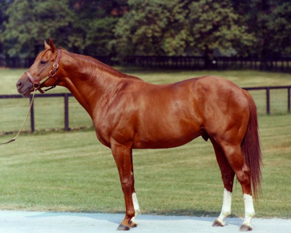 stallion Secretariat xx (Thoroughbred, 1970, from Bold Ruler xx)