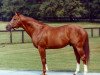 stallion Secretariat xx (Thoroughbred, 1970, from Bold Ruler xx)