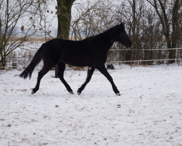 broodmare Lulu (German Riding Pony, 1996, from Colorado)