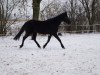 broodmare Lulu (German Riding Pony, 1996, from Colorado)