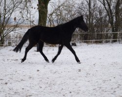 Zuchtstute Lulu (Deutsches Reitpony, 1996, von Colorado)