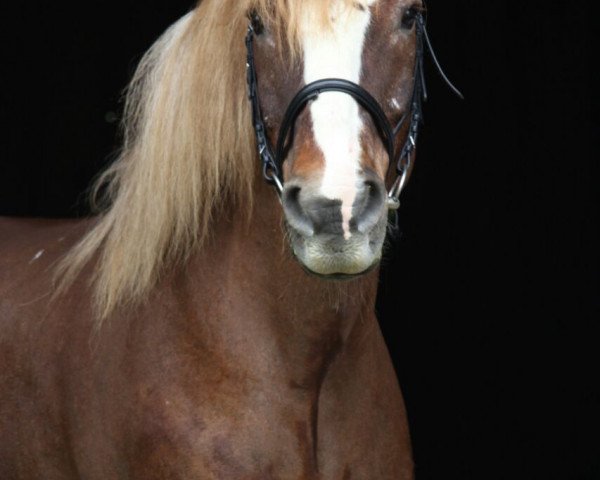 horse Maximus (Black Forest Horse, 1993, from Ricki)