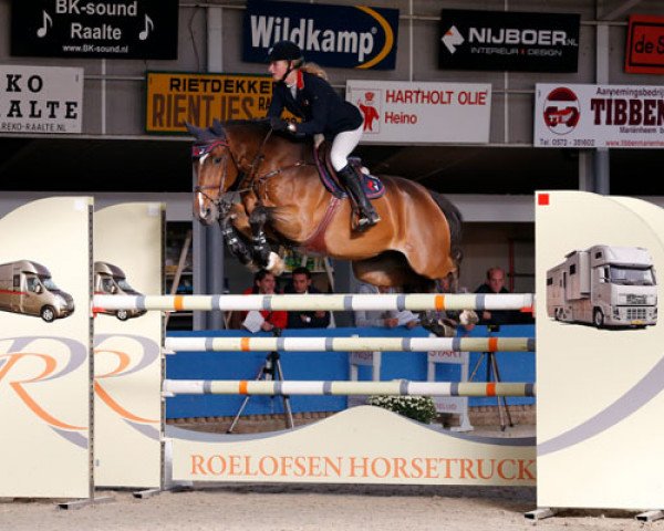 Springpferd Sorrento (Koninklijk Warmbloed Paardenstamboek Nederland (KWPN), 1999, von Kingston)