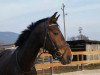 dressage horse Dalaika 3 (Oldenburg, 2006, from Danone 4)