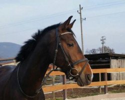 dressage horse Dalaika 3 (Oldenburg, 2006, from Danone 4)