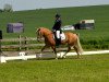 broodmare Alin 22 (Haflinger, 2003, from Herz-Trumpf (3,125% ox))