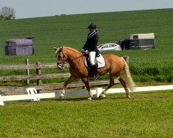 broodmare Alin 22 (Haflinger, 2003, from Herz-Trumpf (3,125% ox))