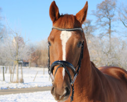 dressage horse Fabelhaft 37 (German Sport Horse, 2012, from Foundation 2)