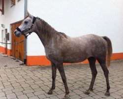 broodmare Nadira Ruh (Arabian, 2012, from Dschehim ox)