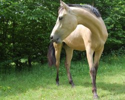 dressage horse Sternchen 459 (German Riding Pony, 2013, from Strahlemann)