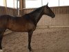 broodmare Devina 54 (German Warmblood, 2009, from Degenhardt I)