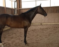 broodmare Devina 54 (German Warmblood, 2009, from Degenhardt I)