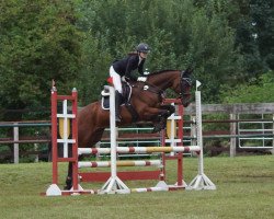 jumper Catalida 4 (anglo european sporthorse, 2011, from Catalido)