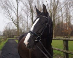 dressage horse Sea side (Oldenburg, 2007, from Samarant)