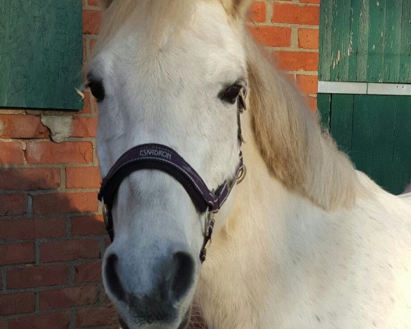 horse Beauty (German Riding Pony, 2000, from Blizzard 51)