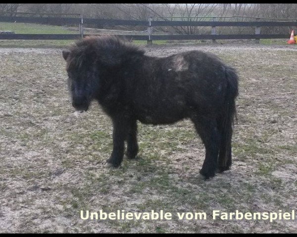 broodmare Unbelievable vom Farbenspiel (Shetland Pony, 2013, from Cause I'm Beautifull v. Stal Hulzema)