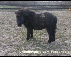 Zuchtstute Unbelievable vom Farbenspiel (Shetland Pony, 2013, von Cause I'm Beautifull v. Stal Hulzema)