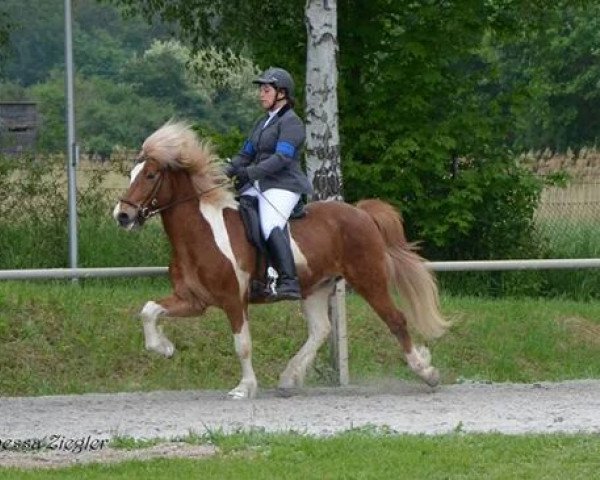 horse Nemo (Iceland Horse, 2005, from Randver fra Nyjabae)