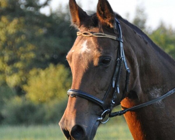 broodmare Marena (Hanoverian, 1990, from Matcho AA)