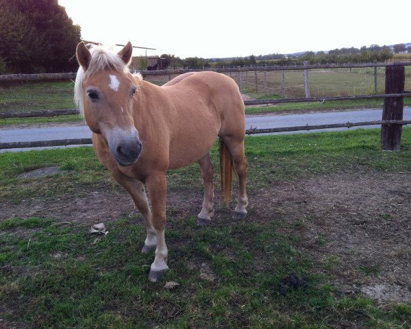 Pferd Wanja (Haflinger, 1989, von Metronom)