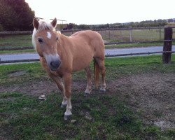 Pferd Wanja (Haflinger, 1989, von Metronom)