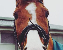 dressage horse Constantino S (Hanoverian, 1999, from Caprimond)