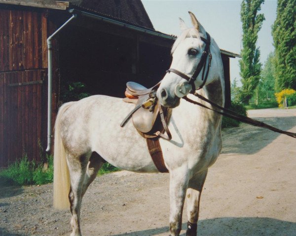 horse Karim (Arabian thoroughbred, 1985, from Messaoud 1979 ox)