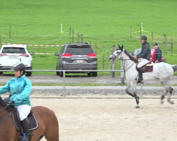 Reitturnier Galgenen 2020