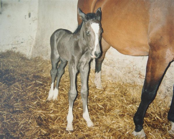 horse Calimero (Westphalian, 1994, from Carte d'Or)