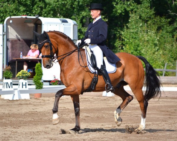 dressage horse Edvin (Swedish Warmblood, 1999, from Tip-Top)