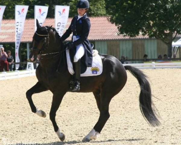 Dressurpferd Binky (KWPN (Niederländisches Warmblut), 2006, von Painted Black)