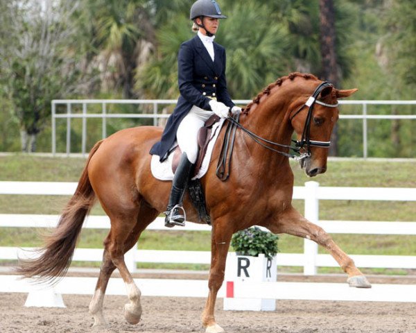 dressage horse Paragon (Danish Warmblood, 2003, from Don Schufro)