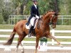 dressage horse Paragon (Danish Warmblood, 2003, from Don Schufro)