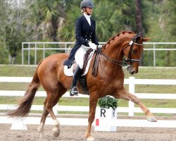 dressage horse Paragon (Danish Warmblood, 2003, from Don Schufro)