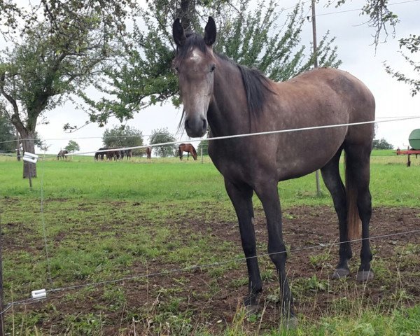 broodmare Chest´la vie (Holsteiner, 2012, from Cayado 3)