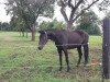 broodmare Galaya la Silla (Oldenburg show jumper, 2012, from Galayo La Silla)