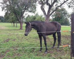 broodmare Galaya la Silla (Oldenburg show jumper, 2012, from Galayo La Silla)